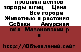 продажа ценков породы шпиц  › Цена ­ 35 000 - Все города Животные и растения » Собаки   . Амурская обл.,Мазановский р-н